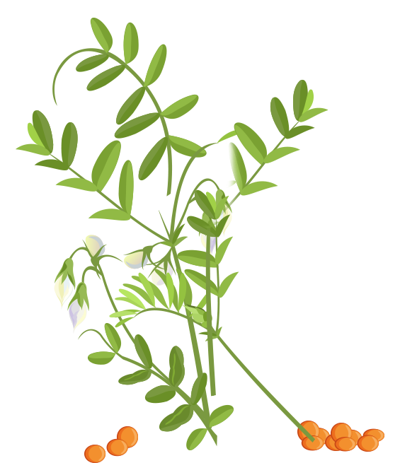 Lenticchie al pomodoro lessate - cover